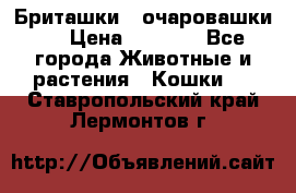 Бриташки - очаровашки.  › Цена ­ 3 000 - Все города Животные и растения » Кошки   . Ставропольский край,Лермонтов г.